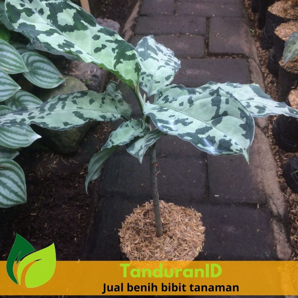 Tanaman Hias Aglaonema Pictum Bicolor