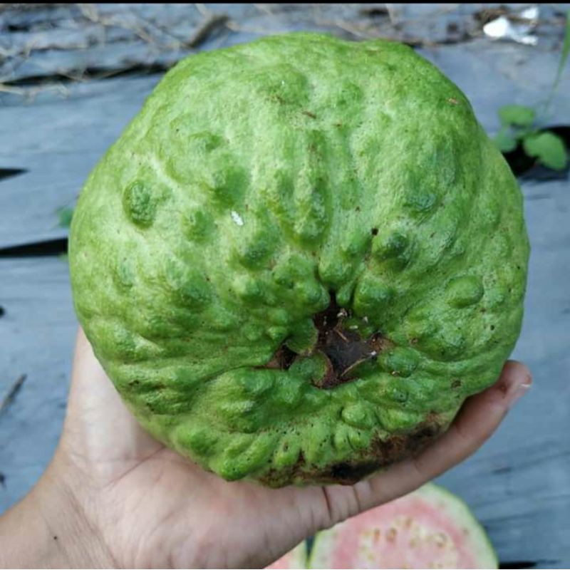 

bibit cangkok jambu kristal merah