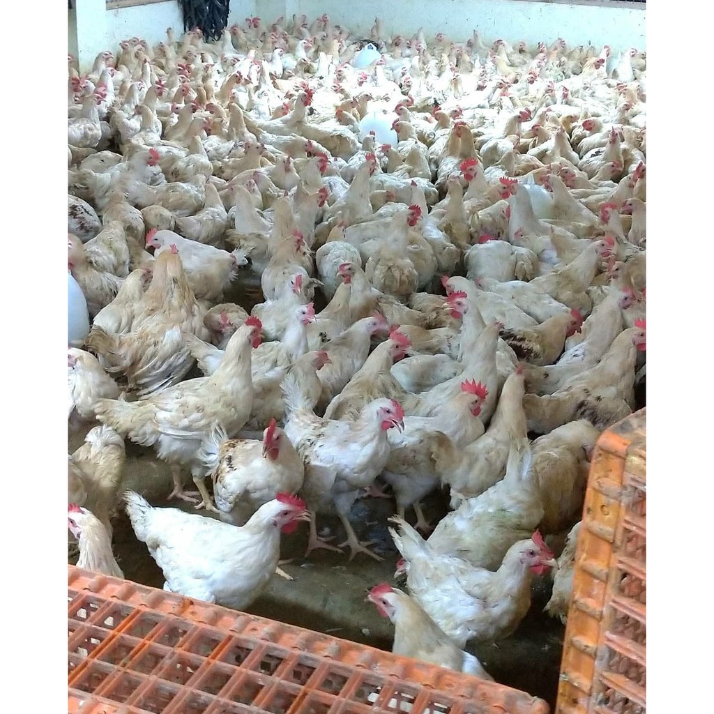 

Ay00! Ayam Pejantan Fresh Halal Segar Setiap Hari