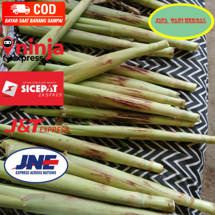 

Terubuk telur turubuk segar fresh jaya_tani herbal
