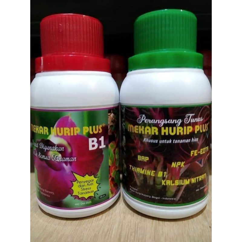 Paket Pupuk Aglonema Rimbun Sehat (Perangsang Tunas + B1)