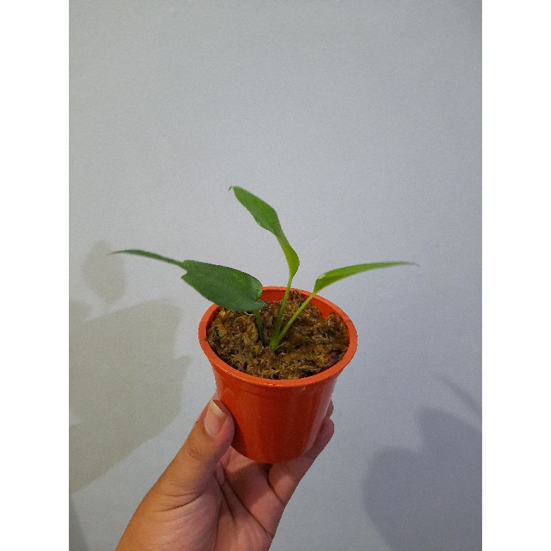 Epipremnum Skeleton Key