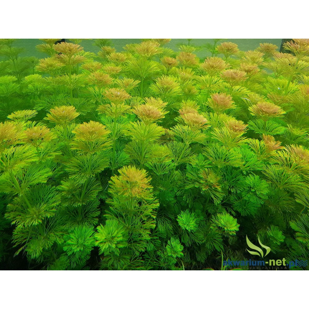Limnophila Sessiflora ( tanaman Aquascape Pemula Tanpa Co2 )