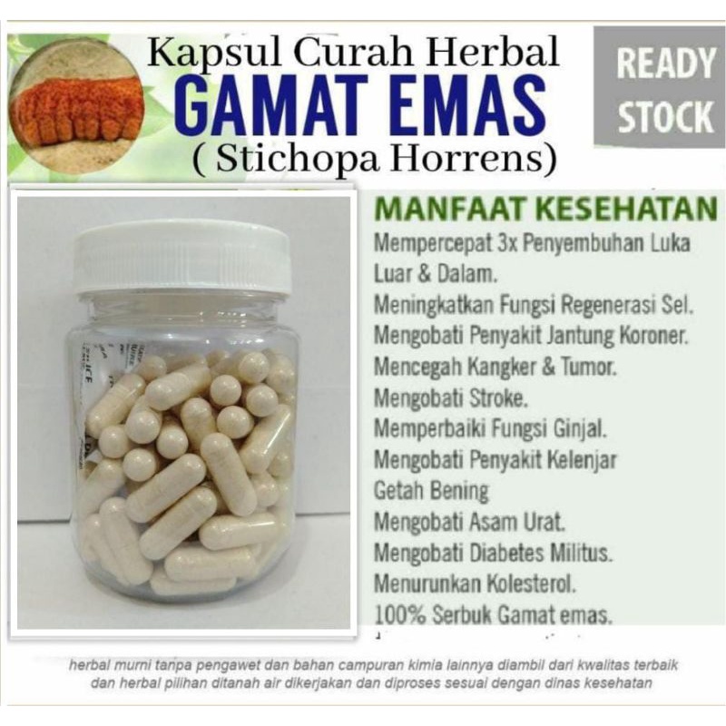 Gamat emas 100 Kapsul Curah Herbal Asam Urat diabetes kolestrol