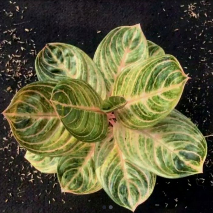 Tanaman hias aglonema rinjani bonggol aglonema