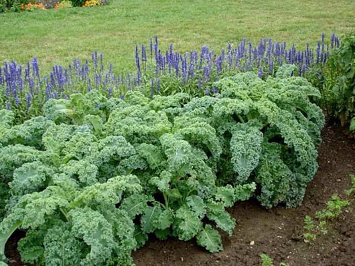 Haira Seed Bibit-Biji Kale Keriting Dwarf Blue Scotch Curled