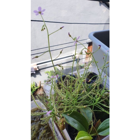 Biji Drosera Indica