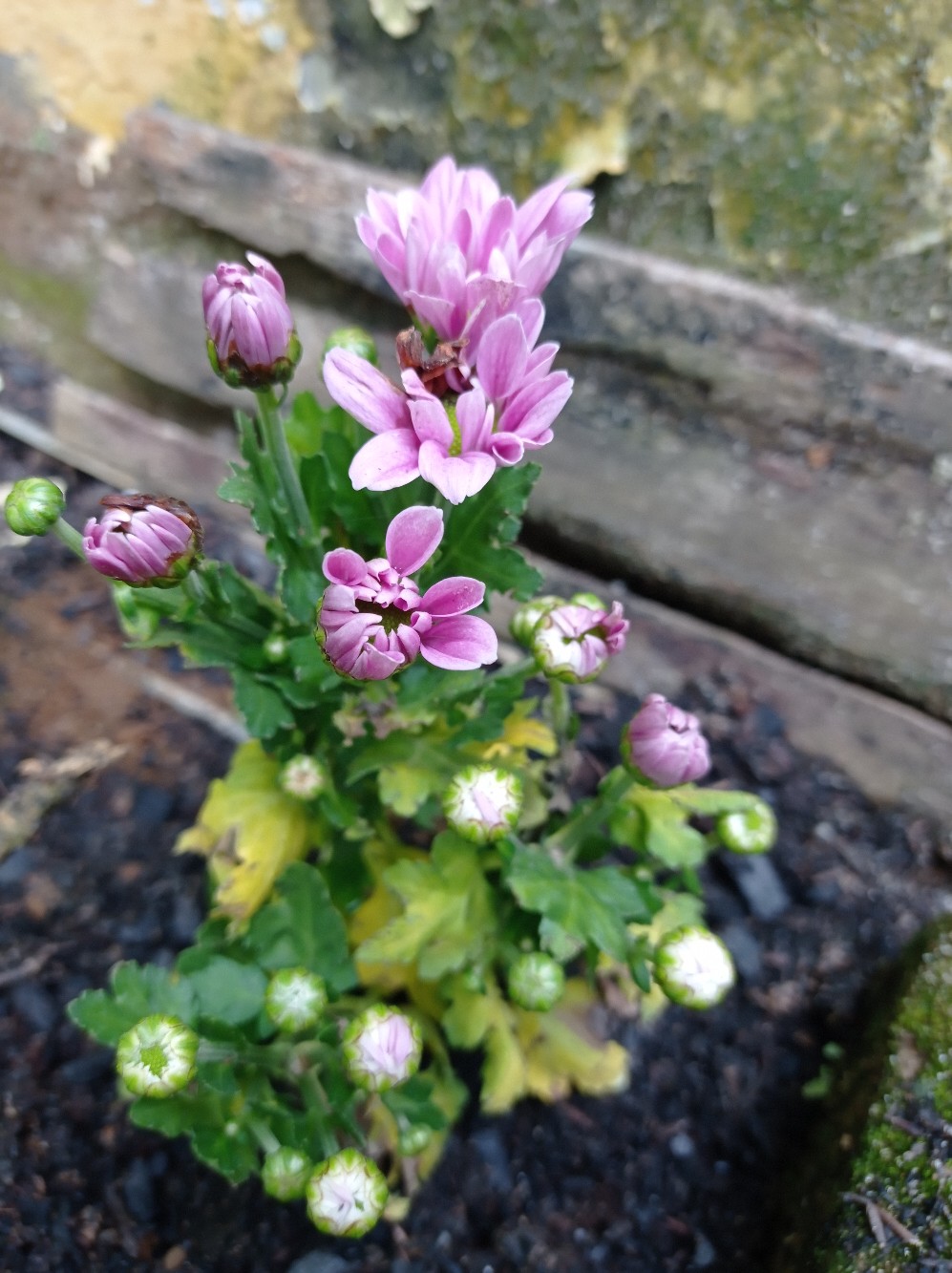 Bunga Krisan (ungu Tengah Kuning) Hidup, Berakar Sudah Berbunga