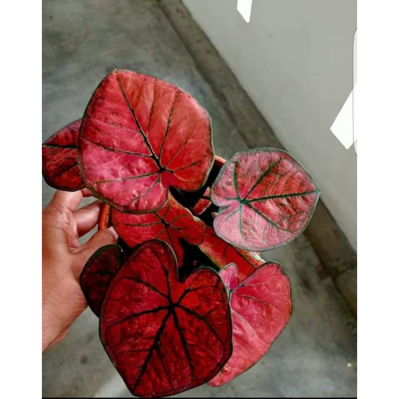 Caladium Red Arini Thailand Caladium Hibryd