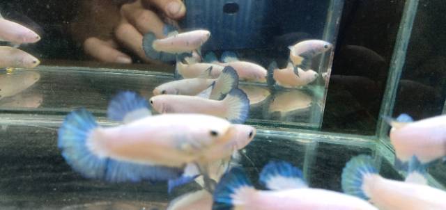 Ikan Cupang Blue Rim Ori Thailand // Betina (FEMALE)