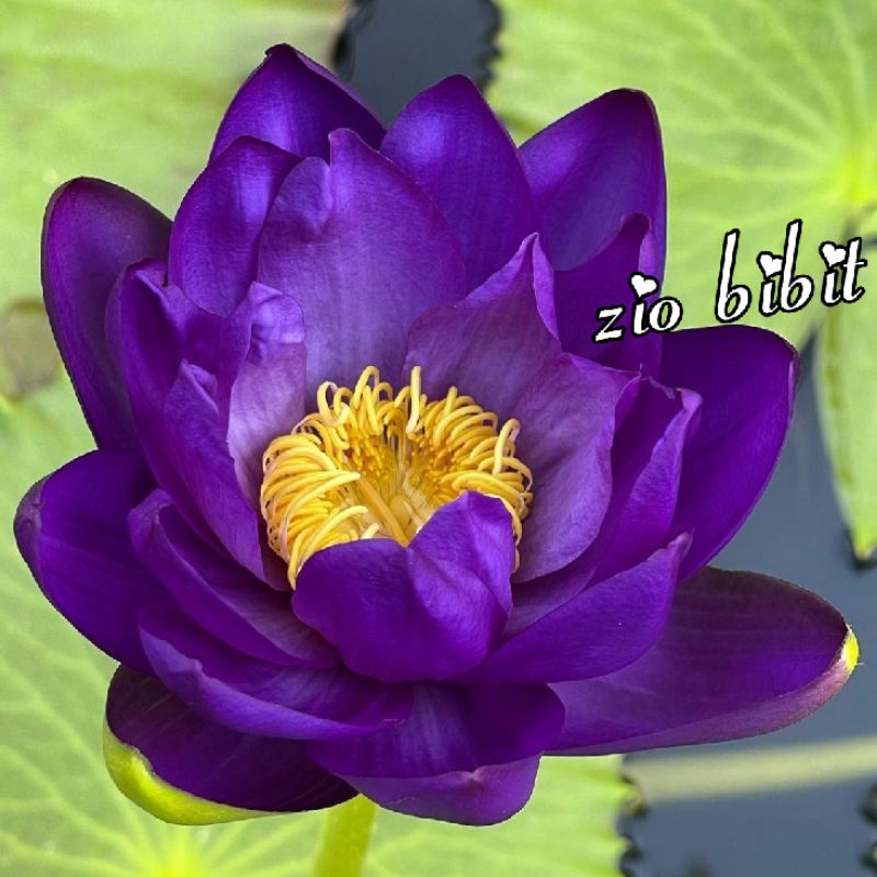 Benih bibit biji lotus teratai ungu amera