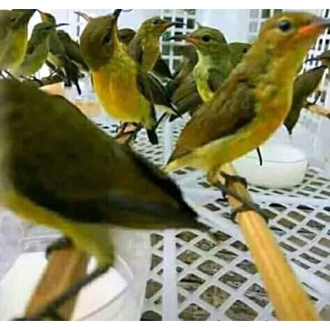 burung konin ijoan jamin jantan harga spesial promo