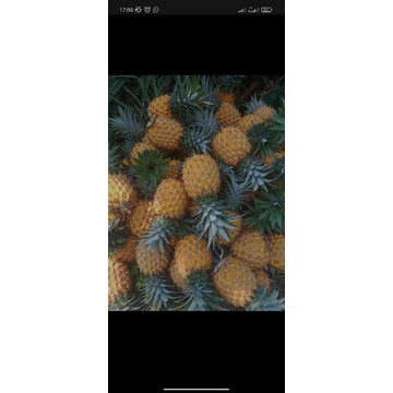 

NANAS MADU PEMALANG