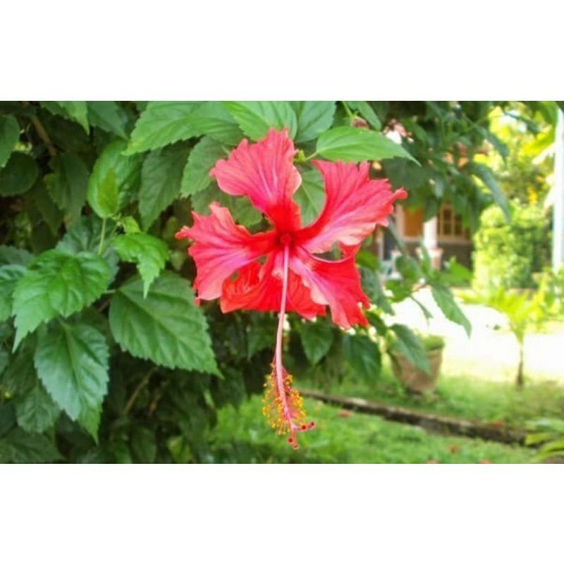 

promo daun bunga sepatu 500gram