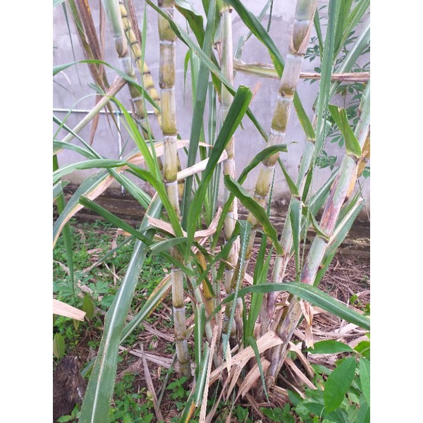 BIBIT TEBU HIJAU TEBU KUNING SIAP TANAM