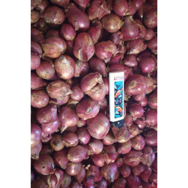 

BAWANG MERAH PROBOLINGGO 500 gr