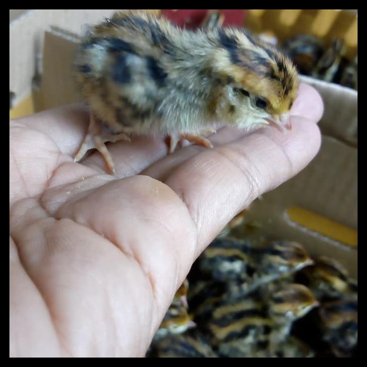 Indh Doq Puyuh Jantan Termurah Kode 201