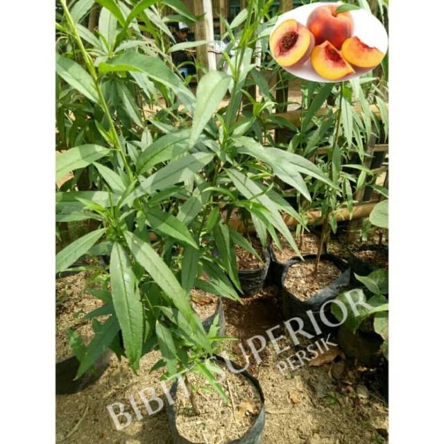 Bibit buah persik