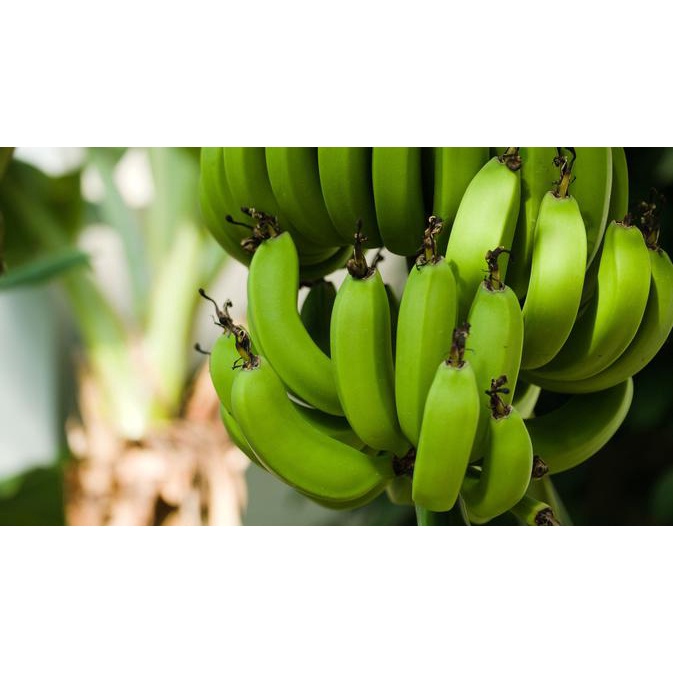 

PISANG KLUTUK buah buahan segar sehat