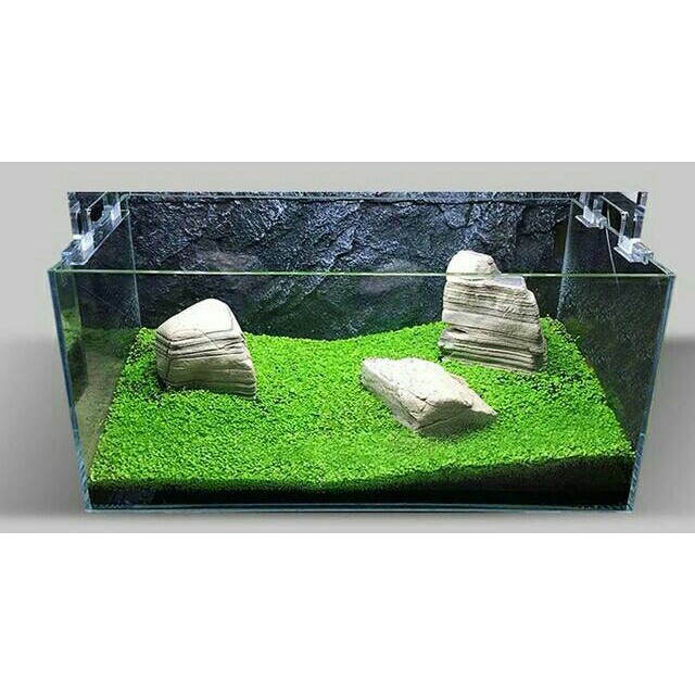 bibit benih tanaman air carpet seed aquascape aquarium