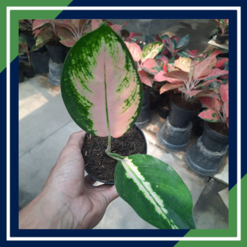 [BISA COD] AGLONEMA/AGLAONEMA KHOCHIN SUTRA BIBIT 2-3 DAUN/ TANAMAN HIAS/BUNGA HIAS/INDOR/AUTDOR)