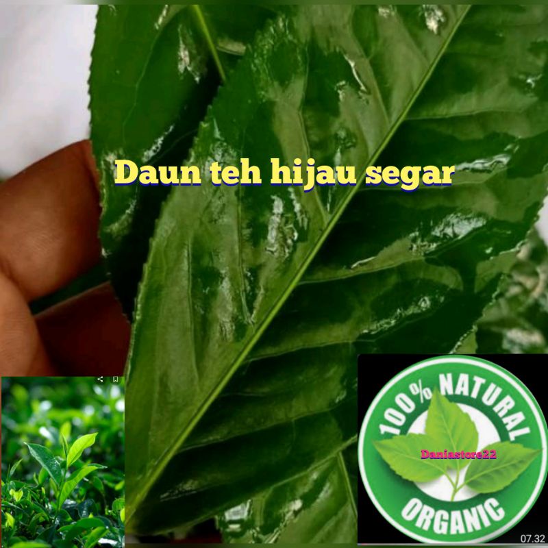 

Dau teh hijau segar dadakan