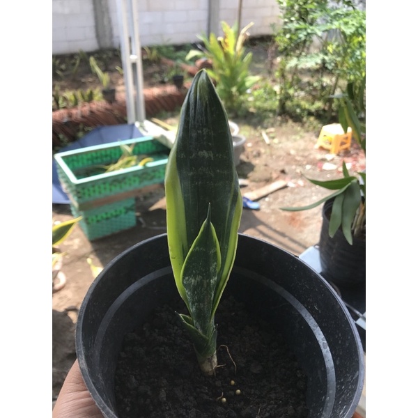 sansivera gold flame/lidah mertua