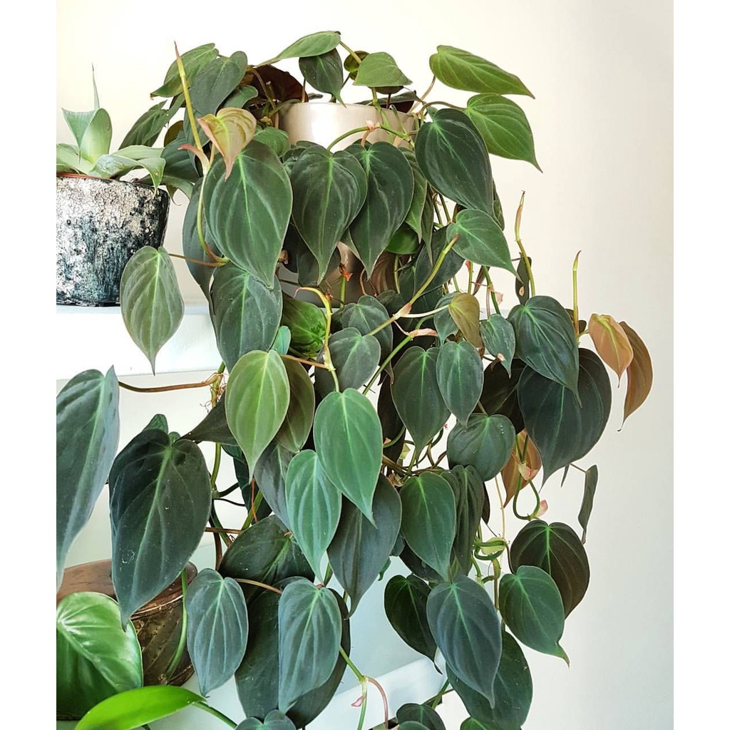 Tanaman Hias Philodendron Mican/Sirih Mican/Philodenron Micans