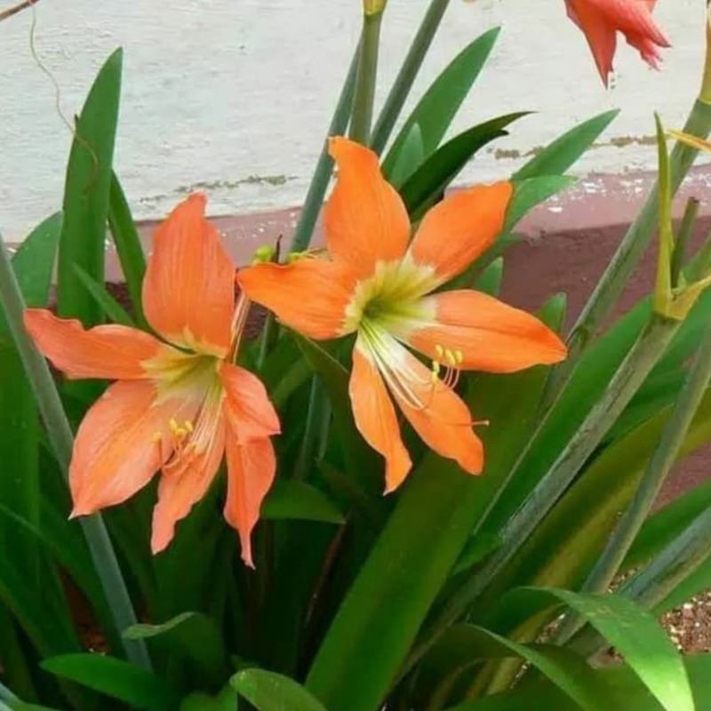 Tanaman Hias Bakung Amarilys Bunga Orange -Tanaman hidup-tanaman hias hidup-bunga hidup-bunga hidup murah-kembang-bunga gantung hidup
