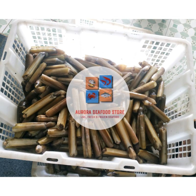 

Kerang bambu