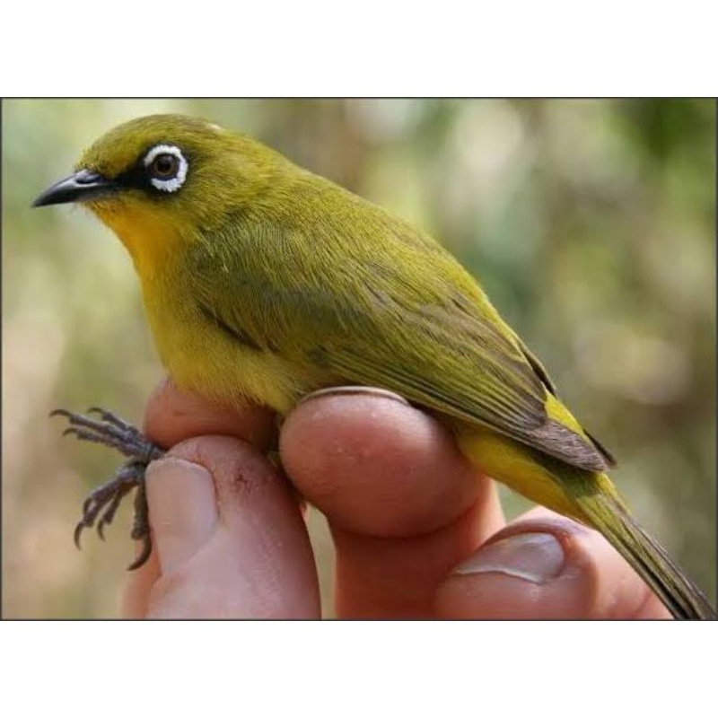 Burung Pleci Dada Kuning Pacitan