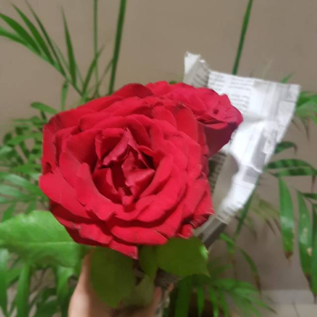 Bunga Mawar Merah asli