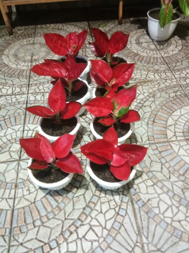 ( 10x11 Cm ) Paper Food Bag S / Kantong Kertas Coklat Untuk Kue Snack Donat Jamur Bakso Cimol