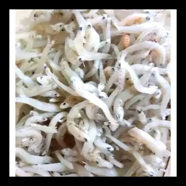 

PROMO! IKAN TERI TOGE KASAR SUPER KHAS MEDAN 1KG MURAH