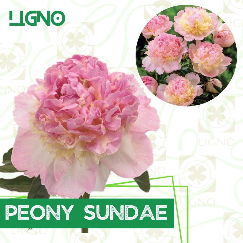 Benih PEONY SUNDAE - Biji Bibit Bunga