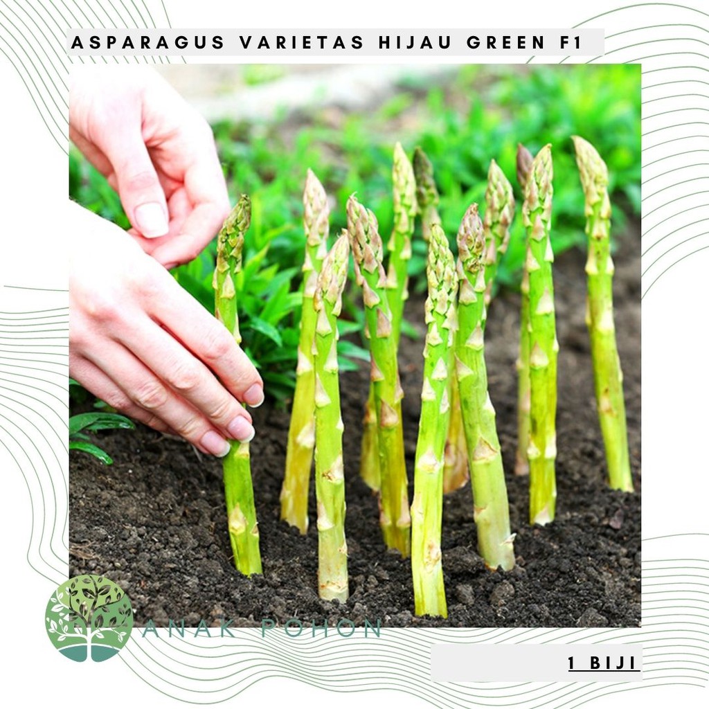 Benih Bibit Biji - Asparagus Varietas Hijau Green F1 Seeds - IMPORT