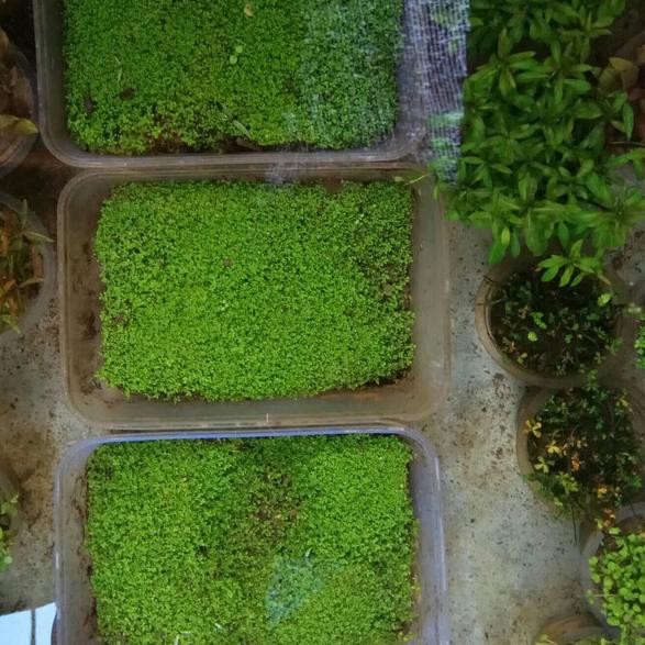 

Koleksi Terbaru Heminiatus Cuba Lempeng full air B0D`