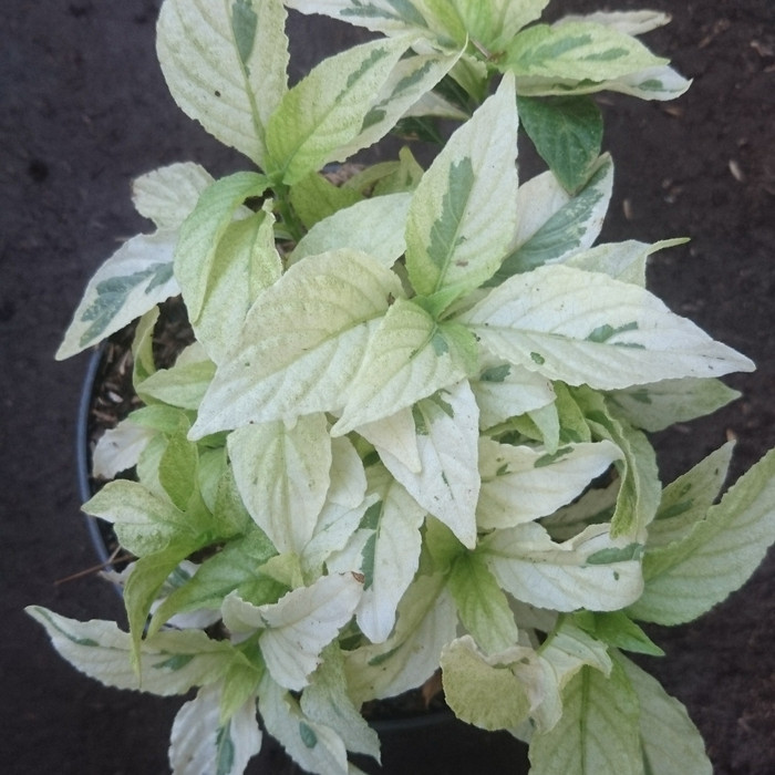 tanaman hias rawelia putih