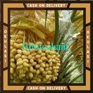 Bibit Buah kurma kl1 Jantan  Okulasi Cepat Berbuah