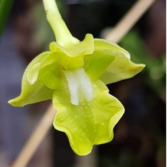 Dendrobium Bifalce Flava