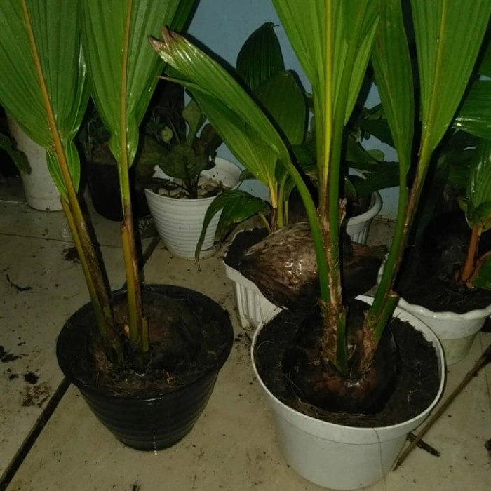 New Bahan bonsai kelapa kembar / cabang 2 kelapa hijau original bonsai