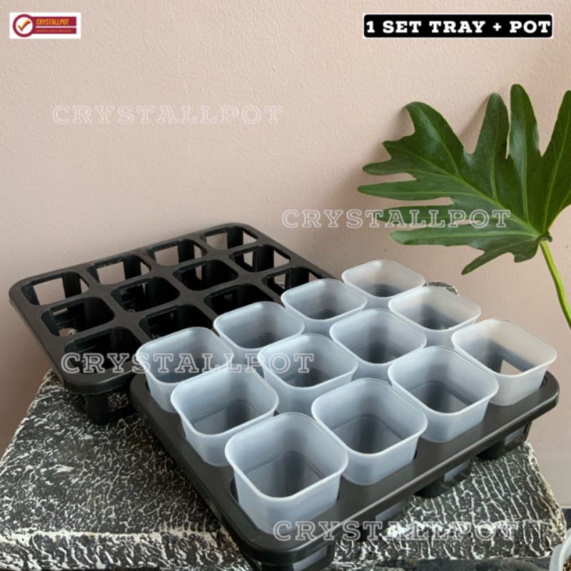 1 set Tray + pot nkt kotak 5cm BENING TRANSPARAN | tray semai bibit