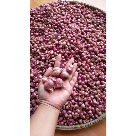 

bawang merah