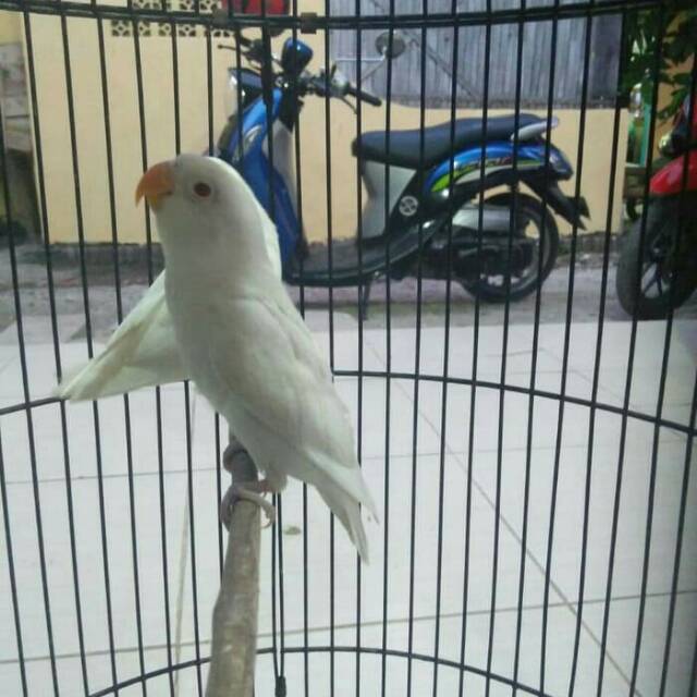 Love bird albino mh balibu (paud)