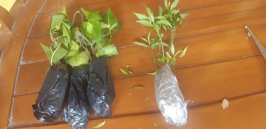 Tanaman Gantung Ivy Varigata Ivi Variegata