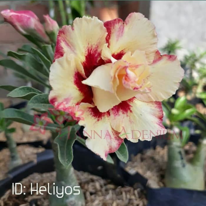 Bibit Bunga Kamboja Adenium Heliyos