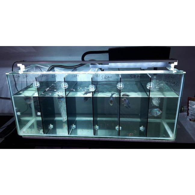 Lampu Aquarium Yang Cocok Untuk Louhan - LAMPURABI