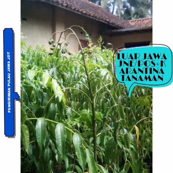 bibit kedondong mini sudah berbuah // kedondong mini //tanaman buah