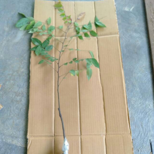 belimbing bangkok merah