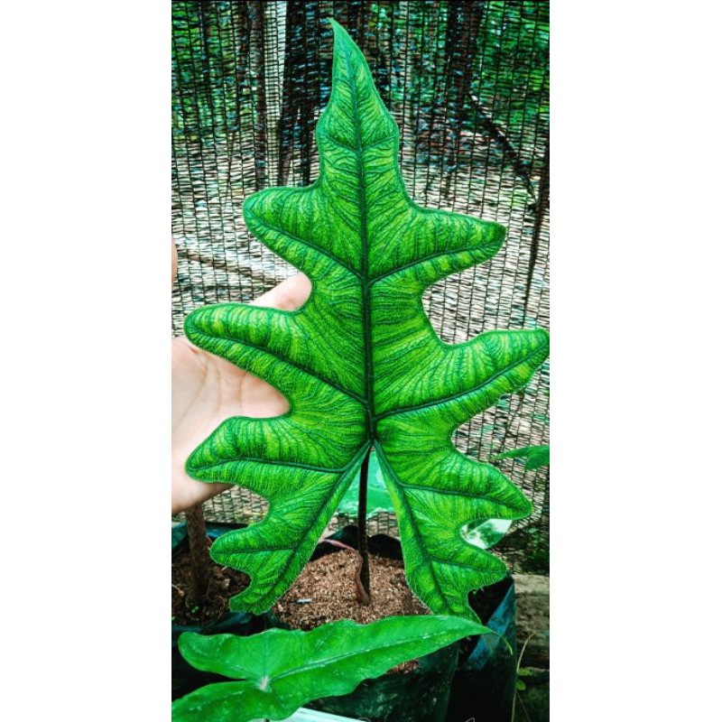 Alocasia jacklyn
